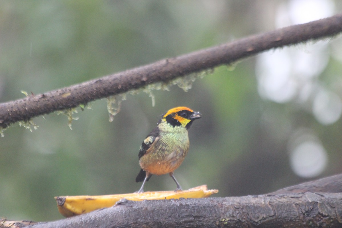 Flame-faced Tanager - ML138307421