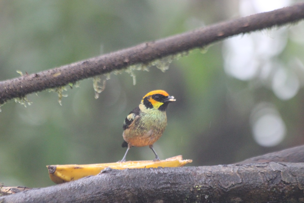 Flame-faced Tanager - ML138307431