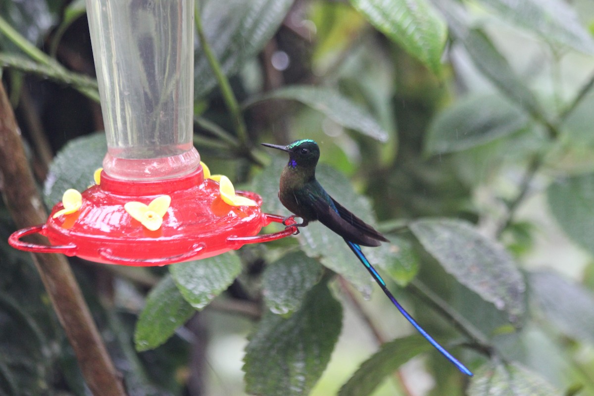 Violet-tailed Sylph - ML138307551