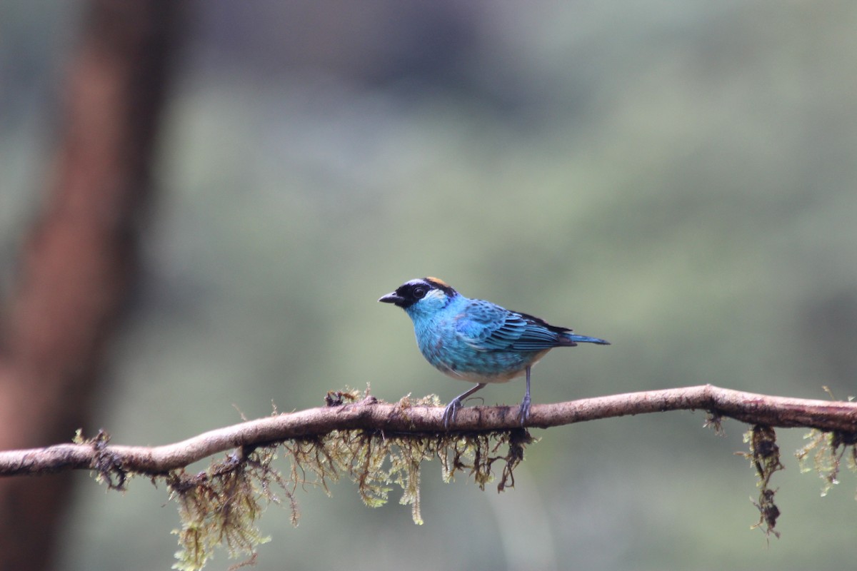Golden-naped Tanager - ML138308281