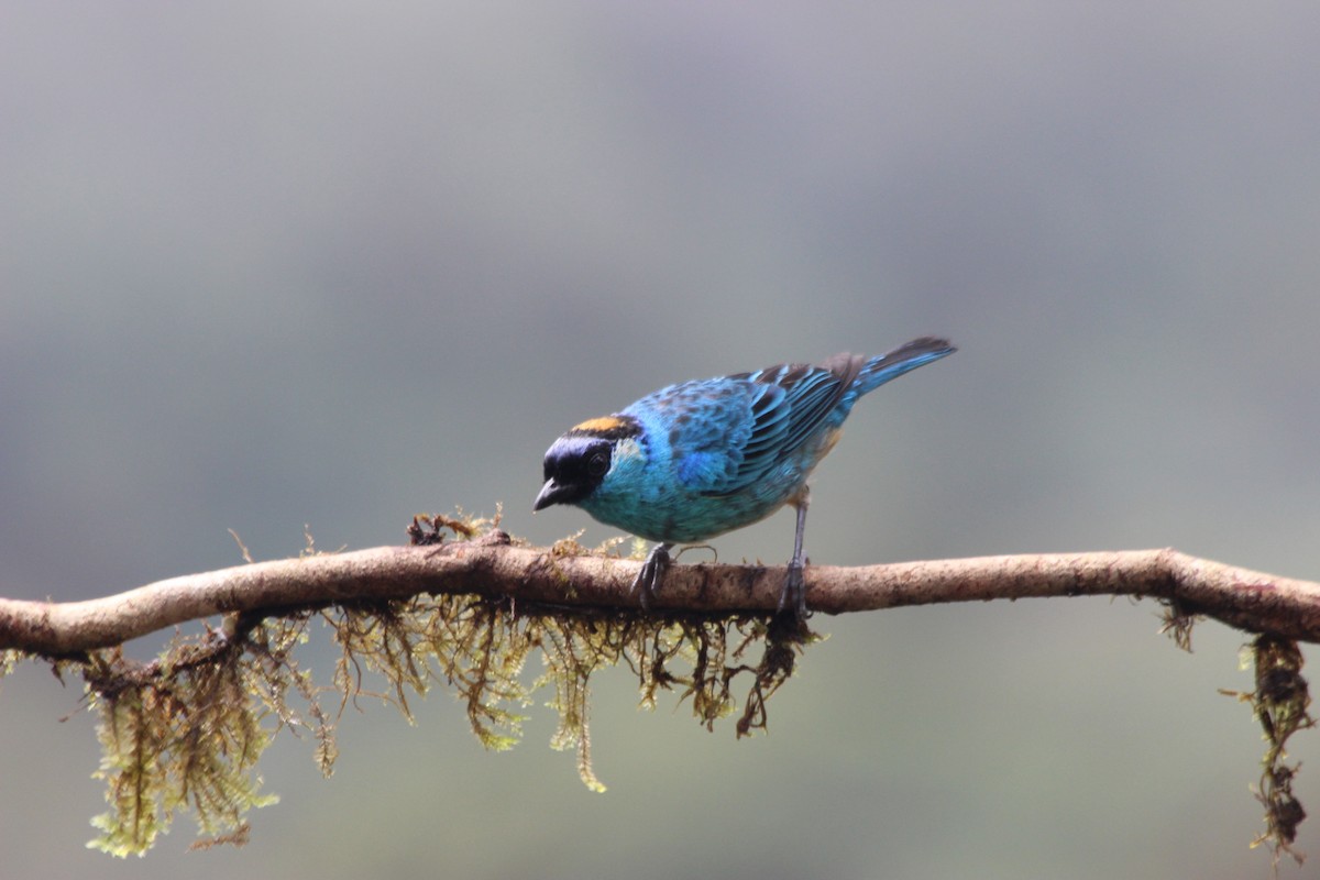 Golden-naped Tanager - ML138308301