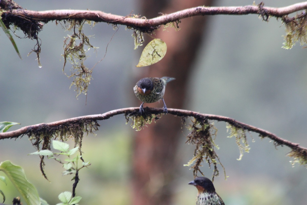 Rufous-throated Tanager - ML138308311