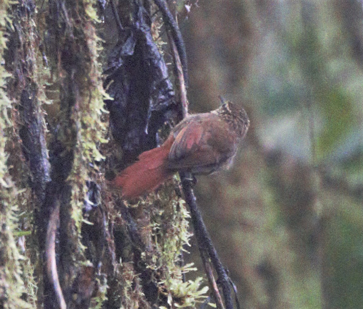 Rusty-winged Barbtail - Sue Riffe