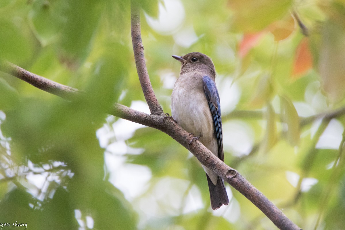 Blue-and-white Flycatcher - ML138311441