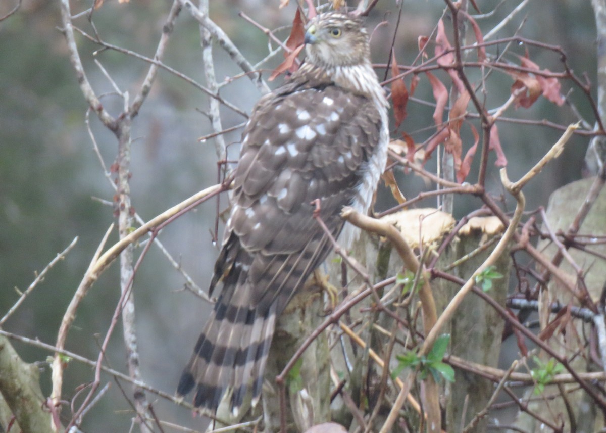 Cooper's Hawk - Judy and Don Self