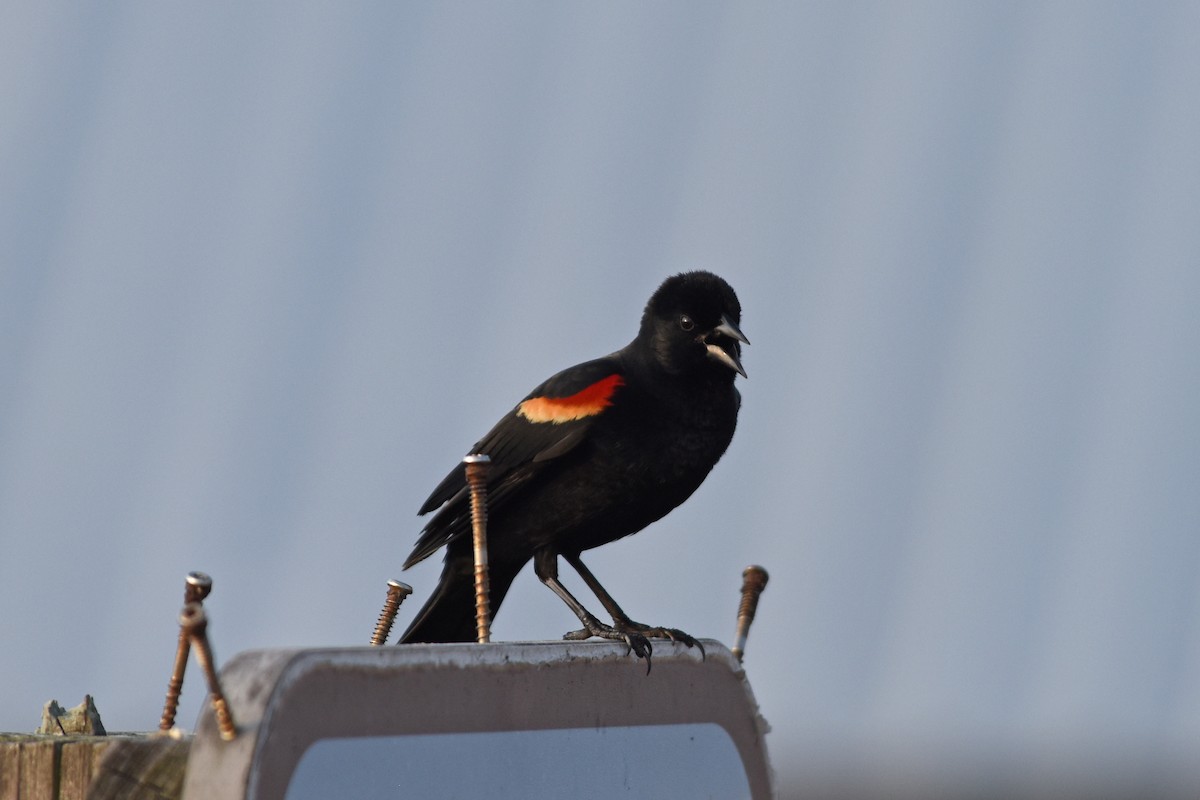 Red-winged Blackbird - Charles Shaffer