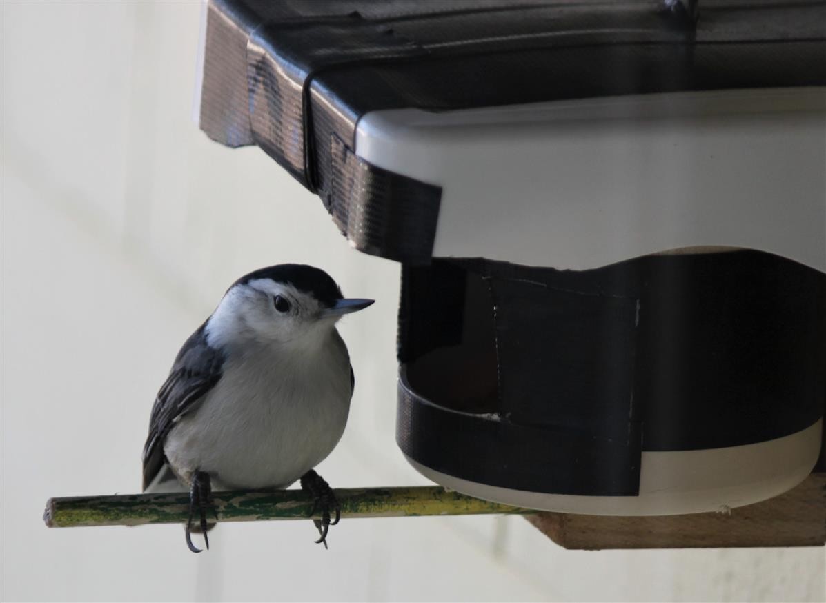 White-breasted Nuthatch - ML138314351