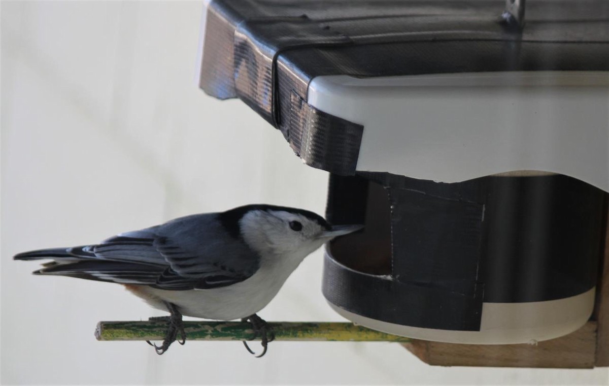 White-breasted Nuthatch - ML138314381