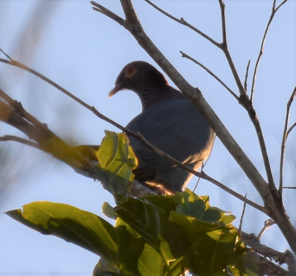 Scaly-naped Pigeon - ML138314451
