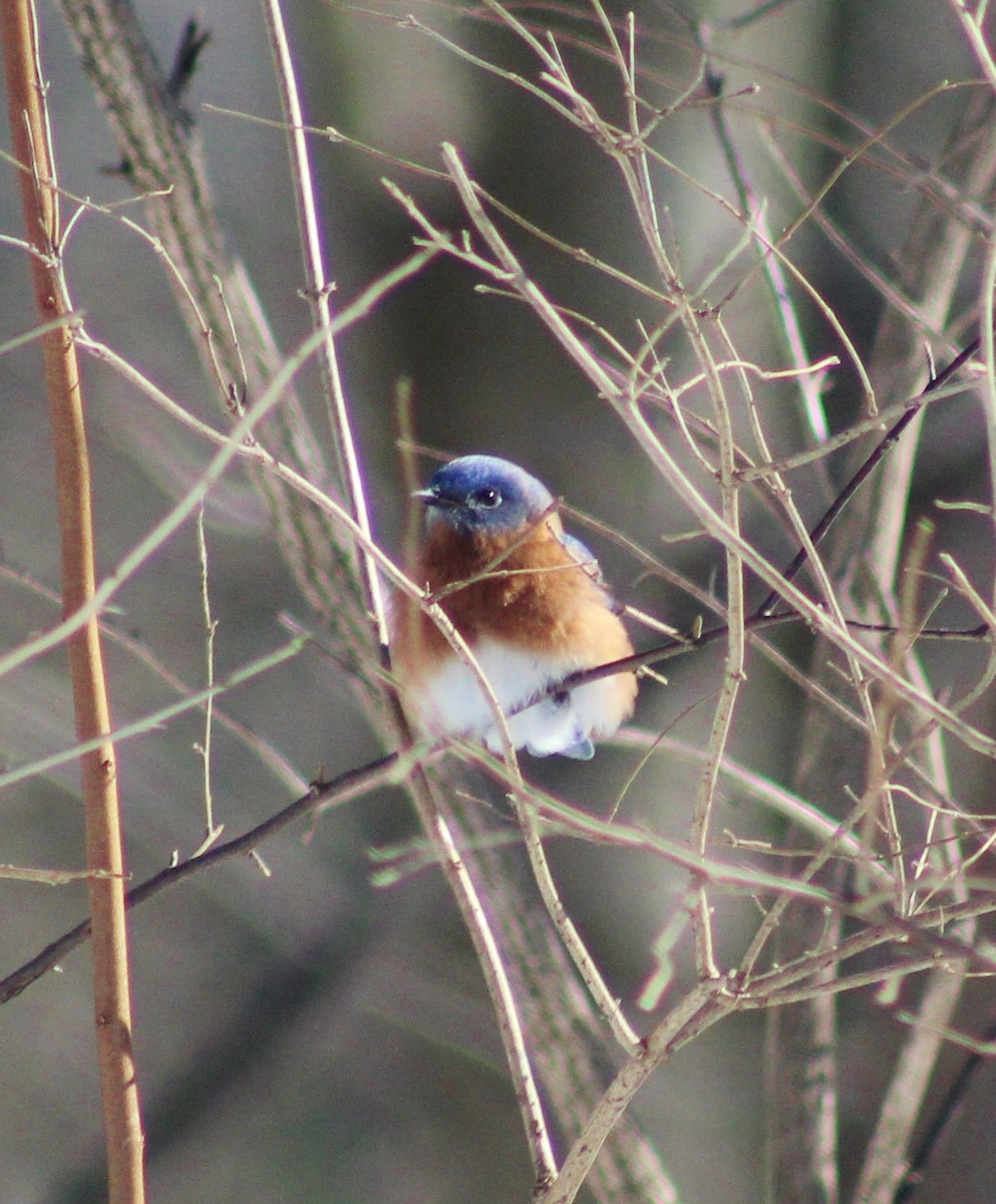 Eastern Bluebird - Barb lindenmuth
