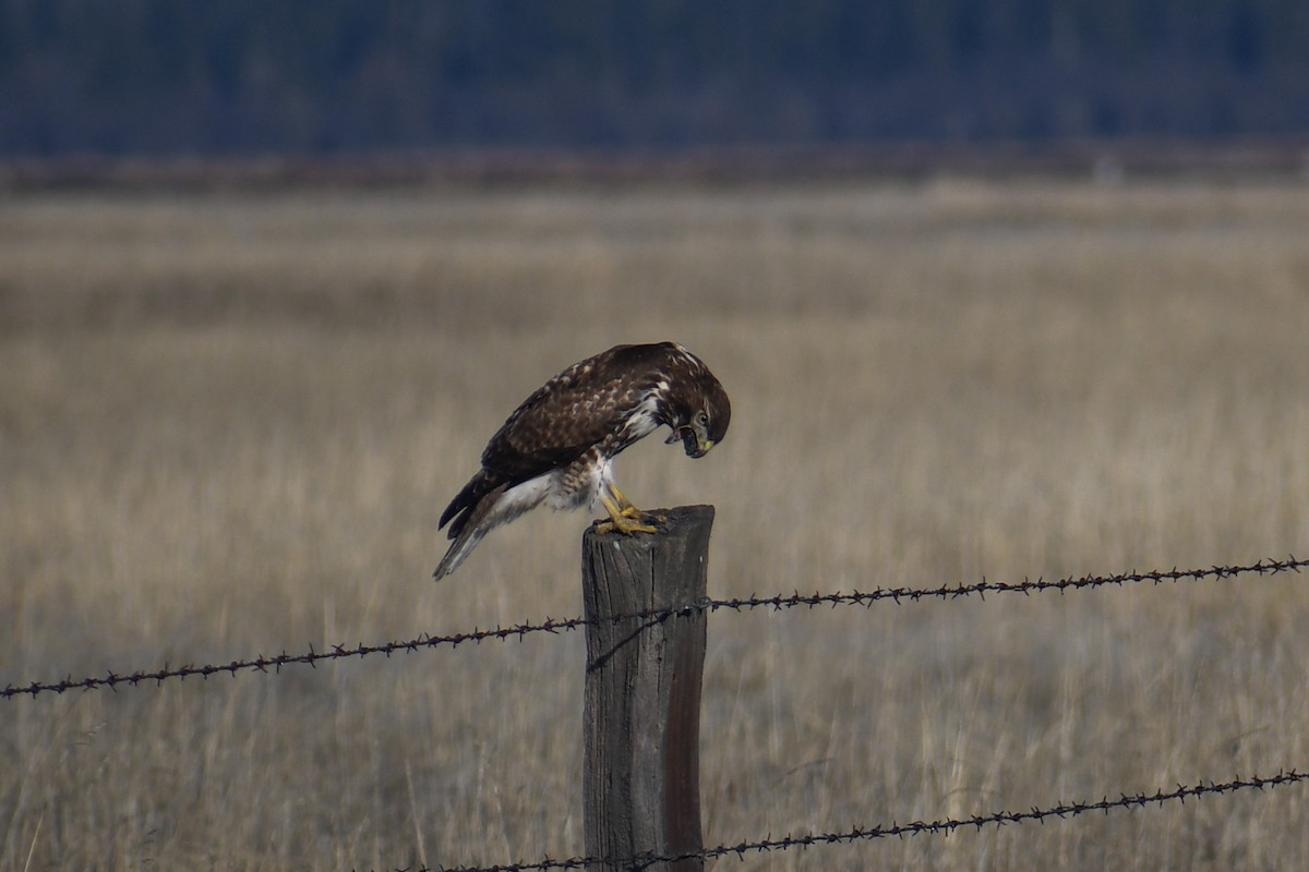 Red-tailed Hawk - ML138323161