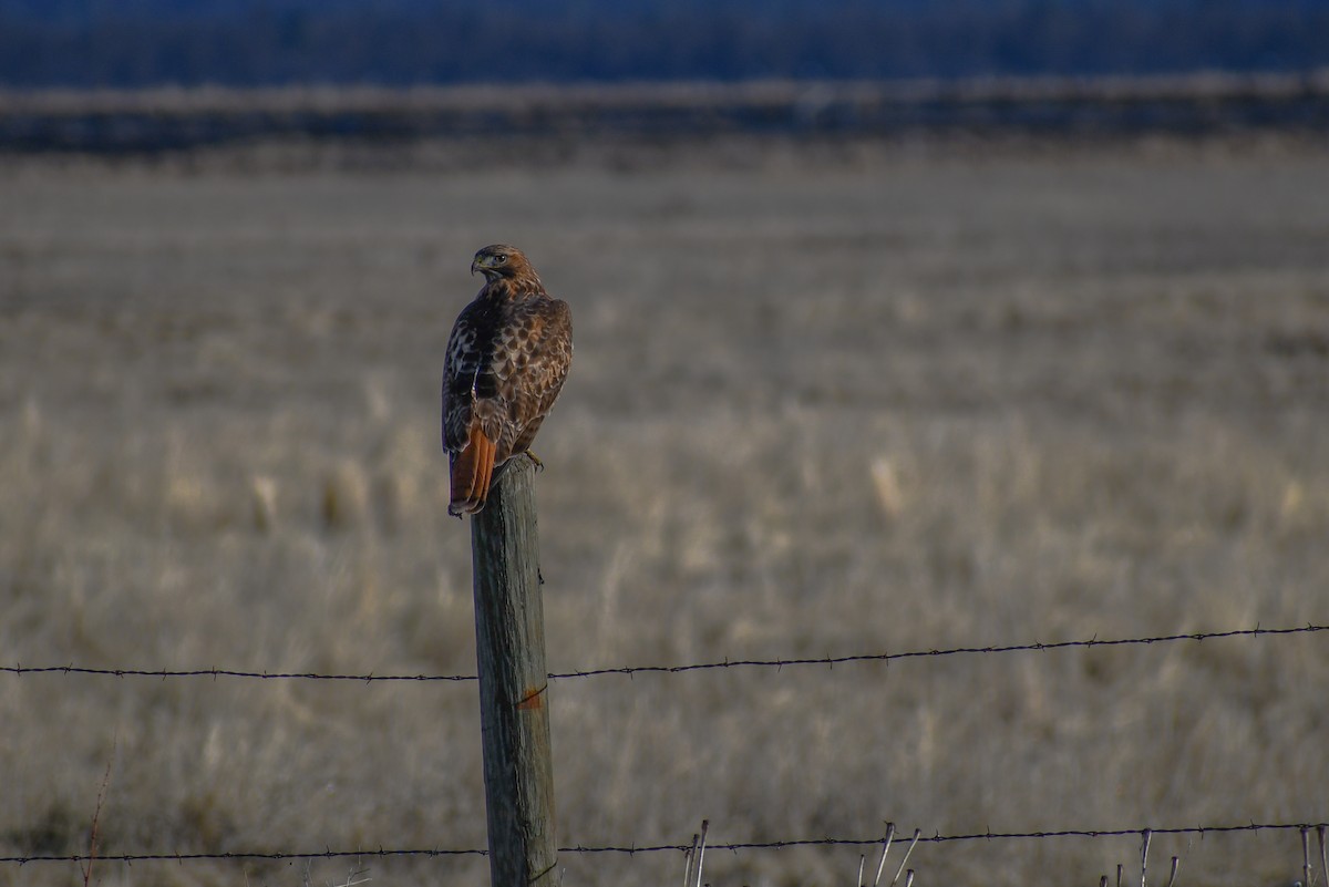 Red-tailed Hawk - ML138323171
