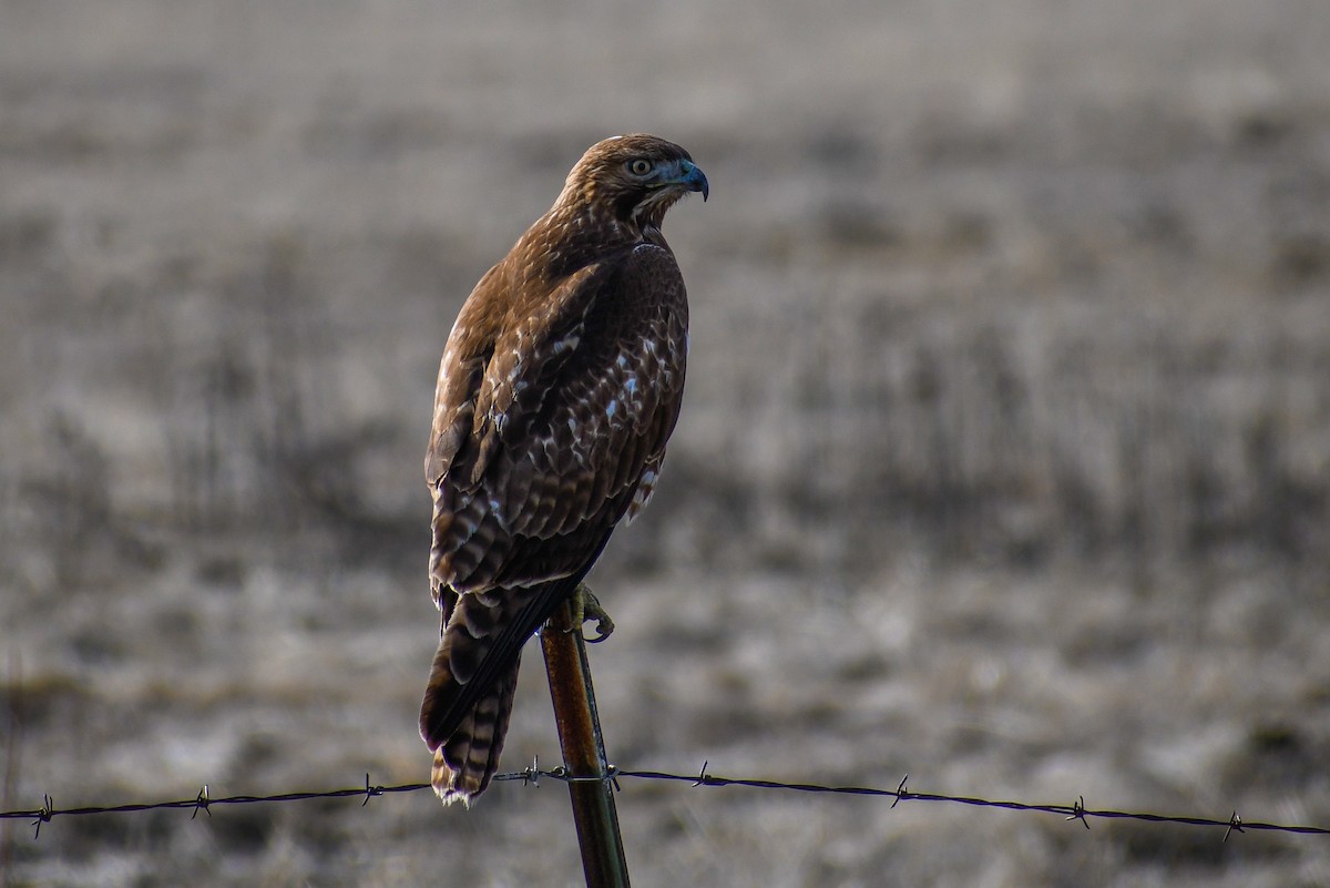 Red-tailed Hawk - ML138323181