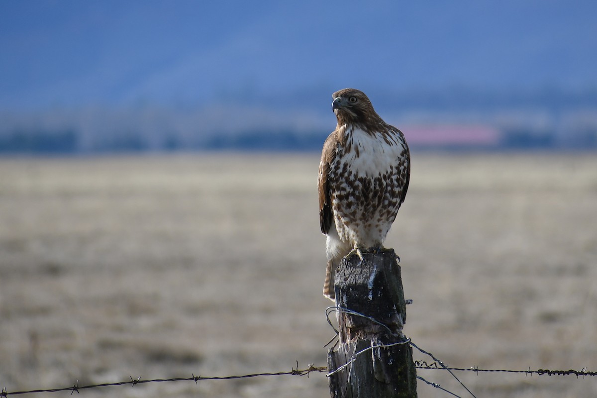 Red-tailed Hawk - ML138323191