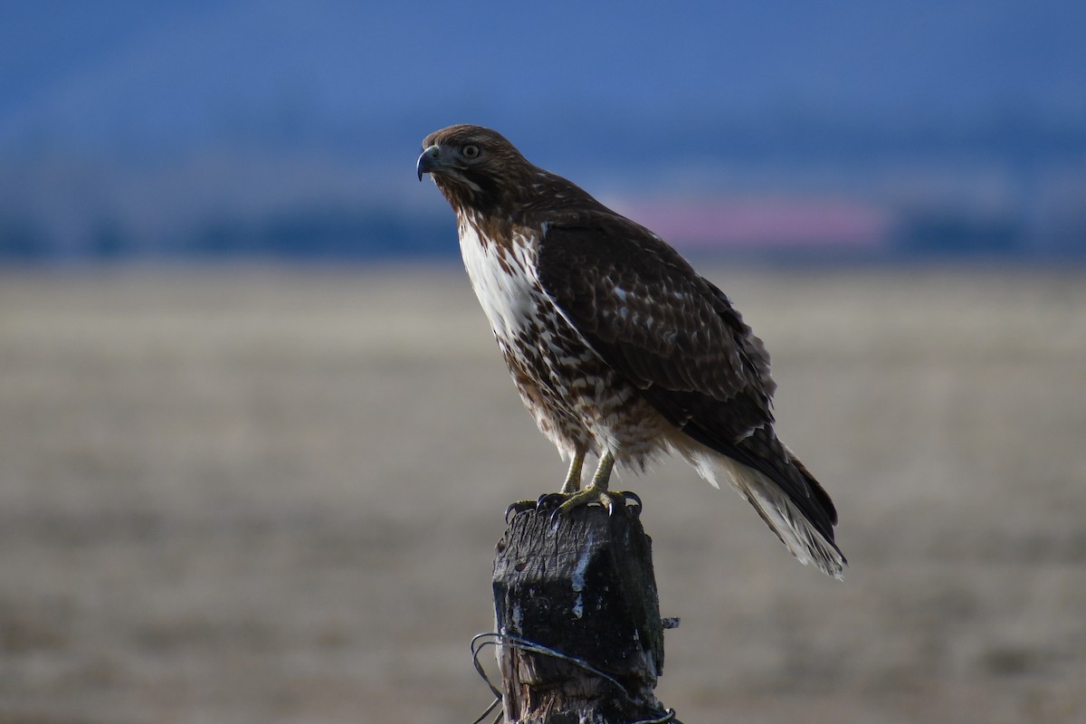 Red-tailed Hawk - Sabrina O