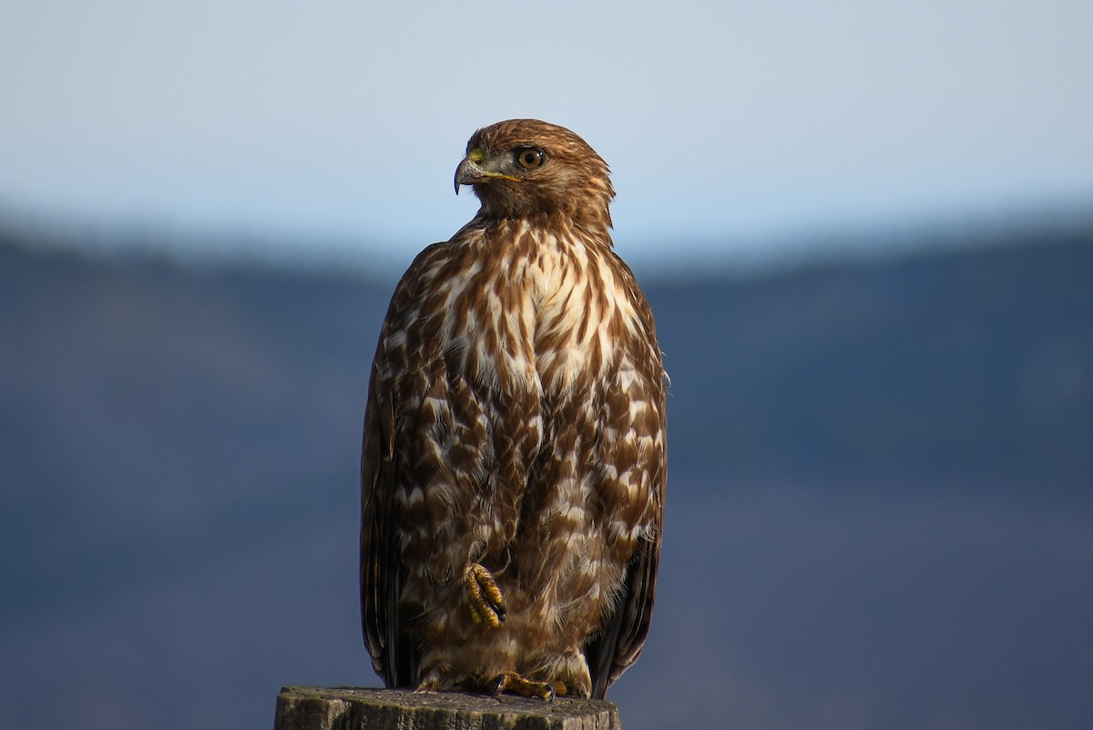 Red-tailed Hawk - Sabrina O
