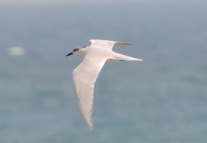 Gull-billed Tern - ML138324231
