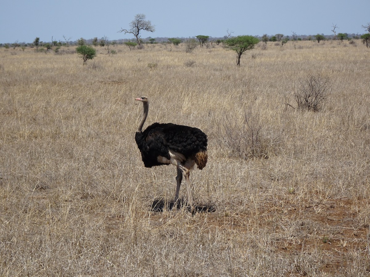 Common Ostrich - ML138325151