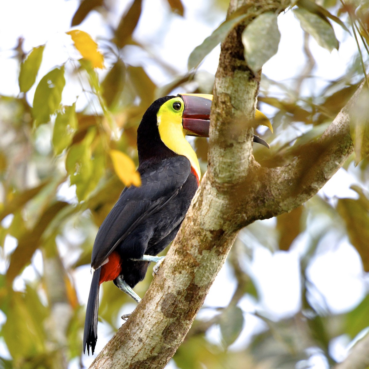 Yellow-throated Toucan (Chestnut-mandibled) - ML138326441