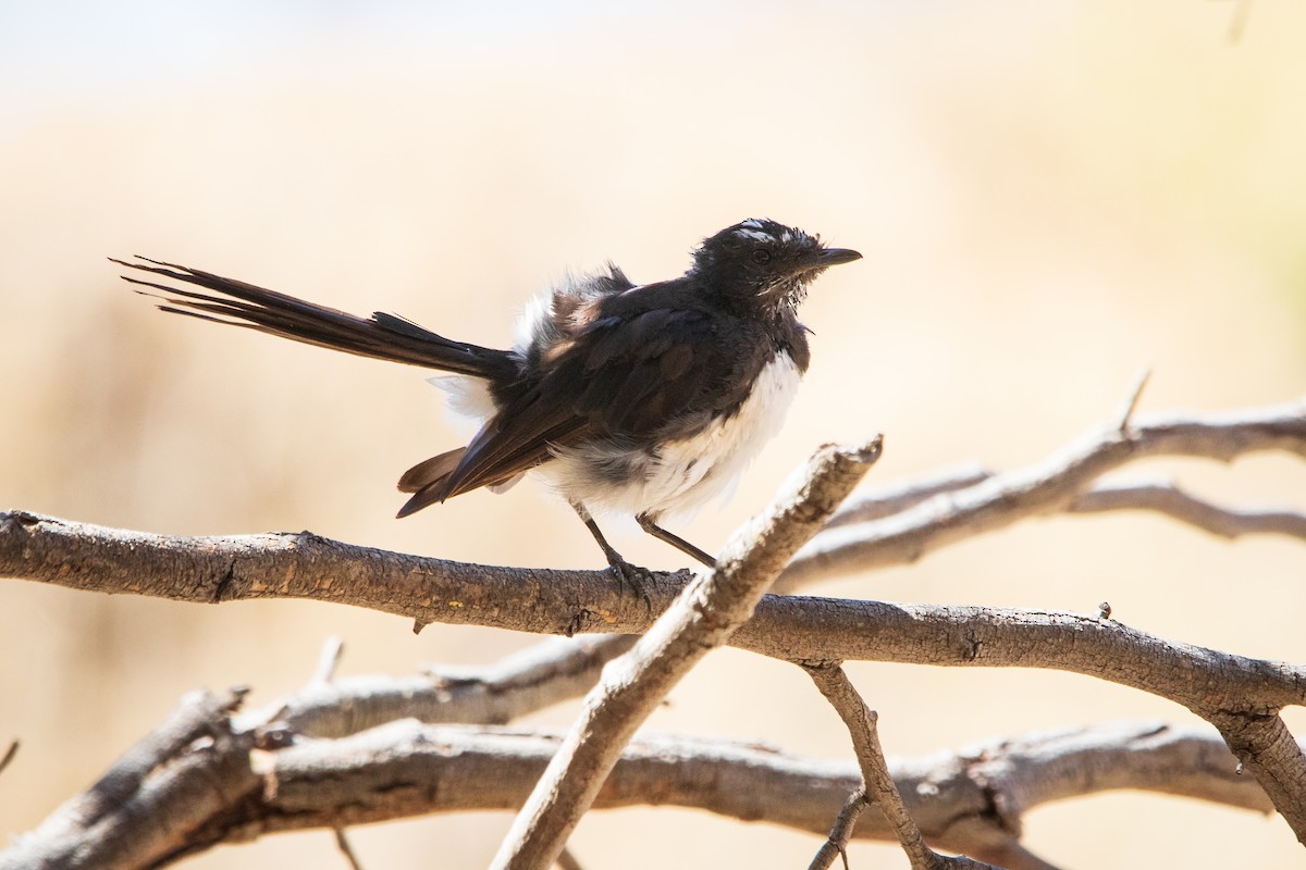 Willie-wagtail - ML138326661