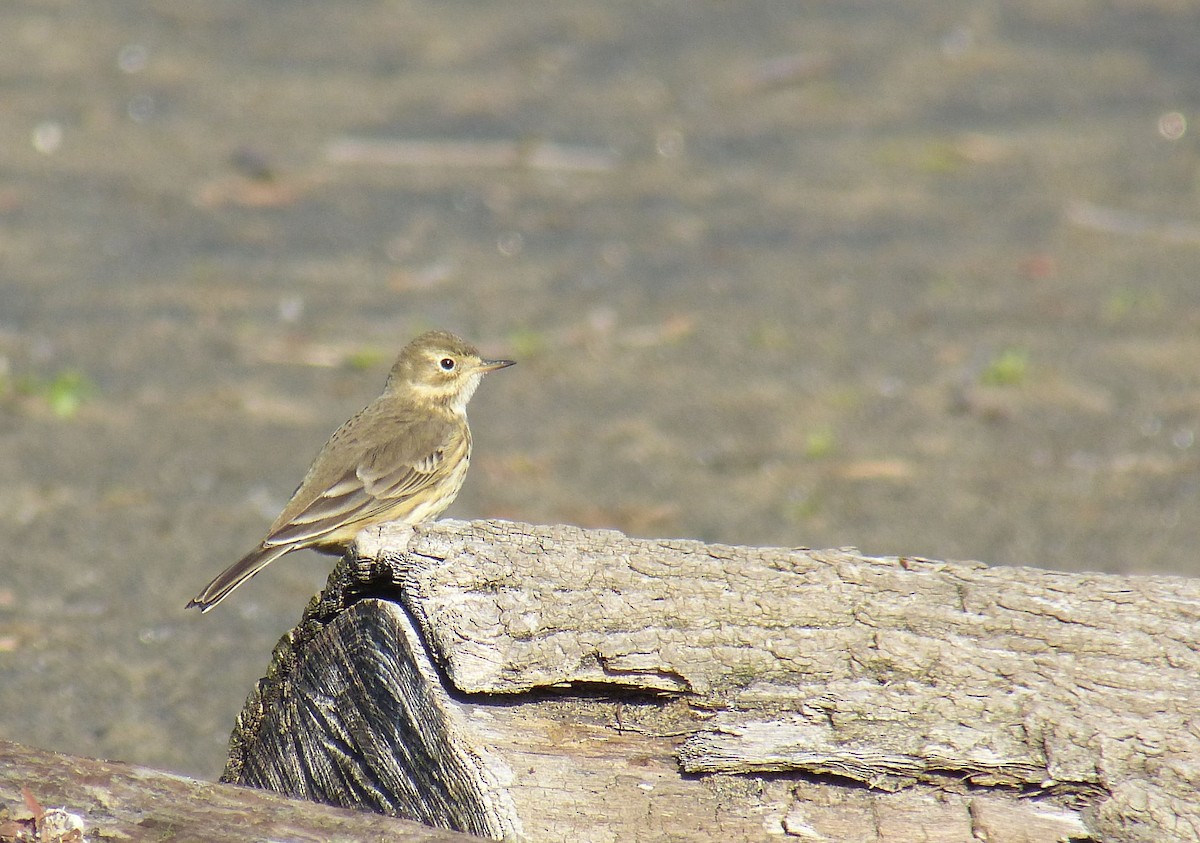 American Pipit - Mike Epler