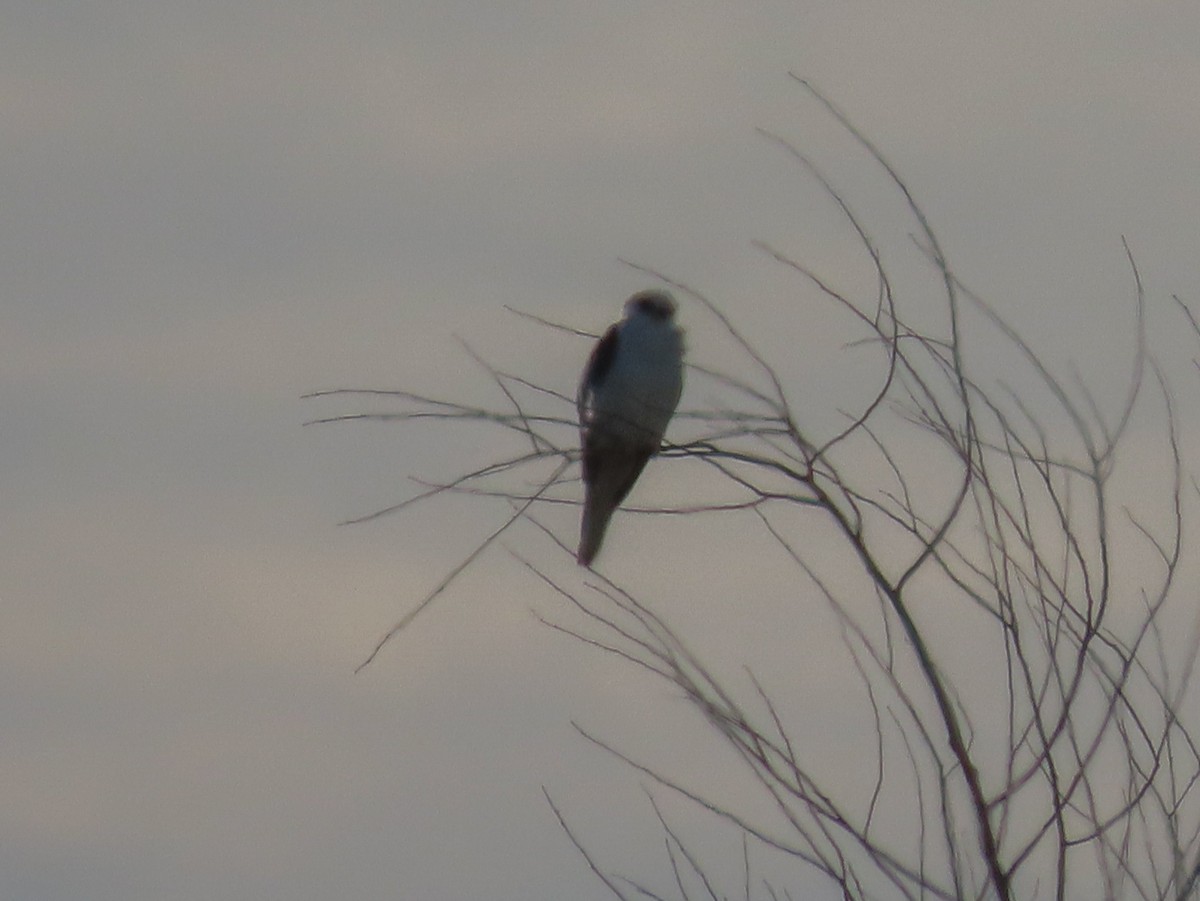 White-tailed Kite - Barry Langdon-Lassagne