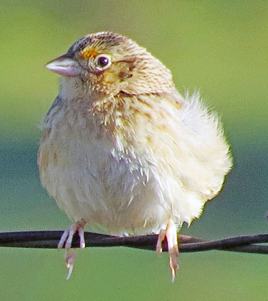 Grasshopper Sparrow - ML138337961