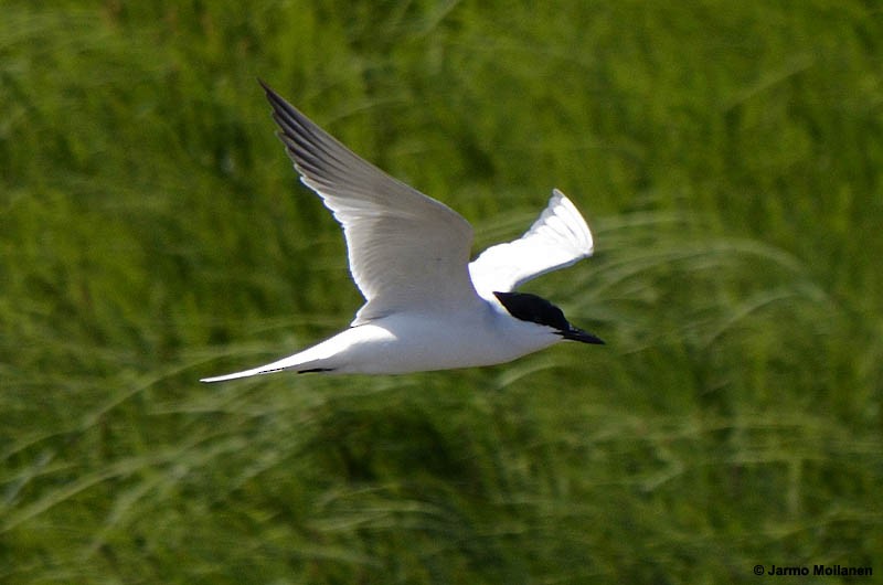 Gull-billed Tern - Jarmo Moilanen