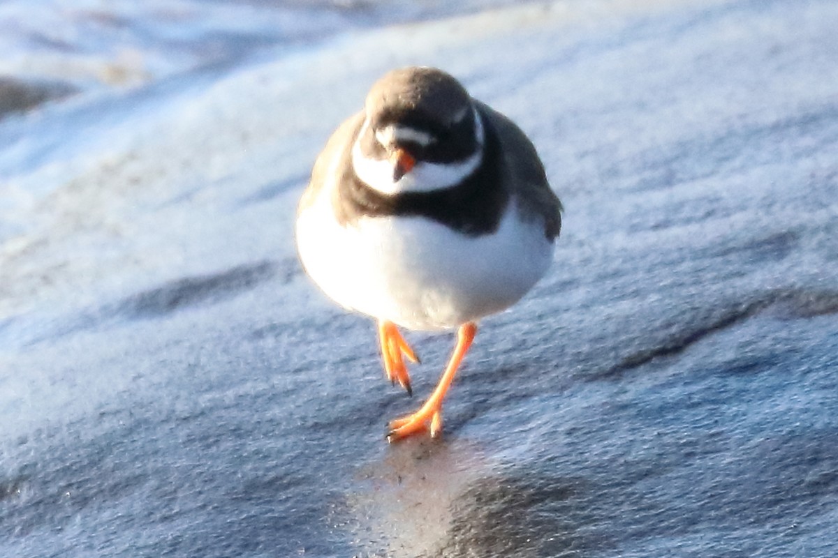 Common Ringed Plover - ML138339091