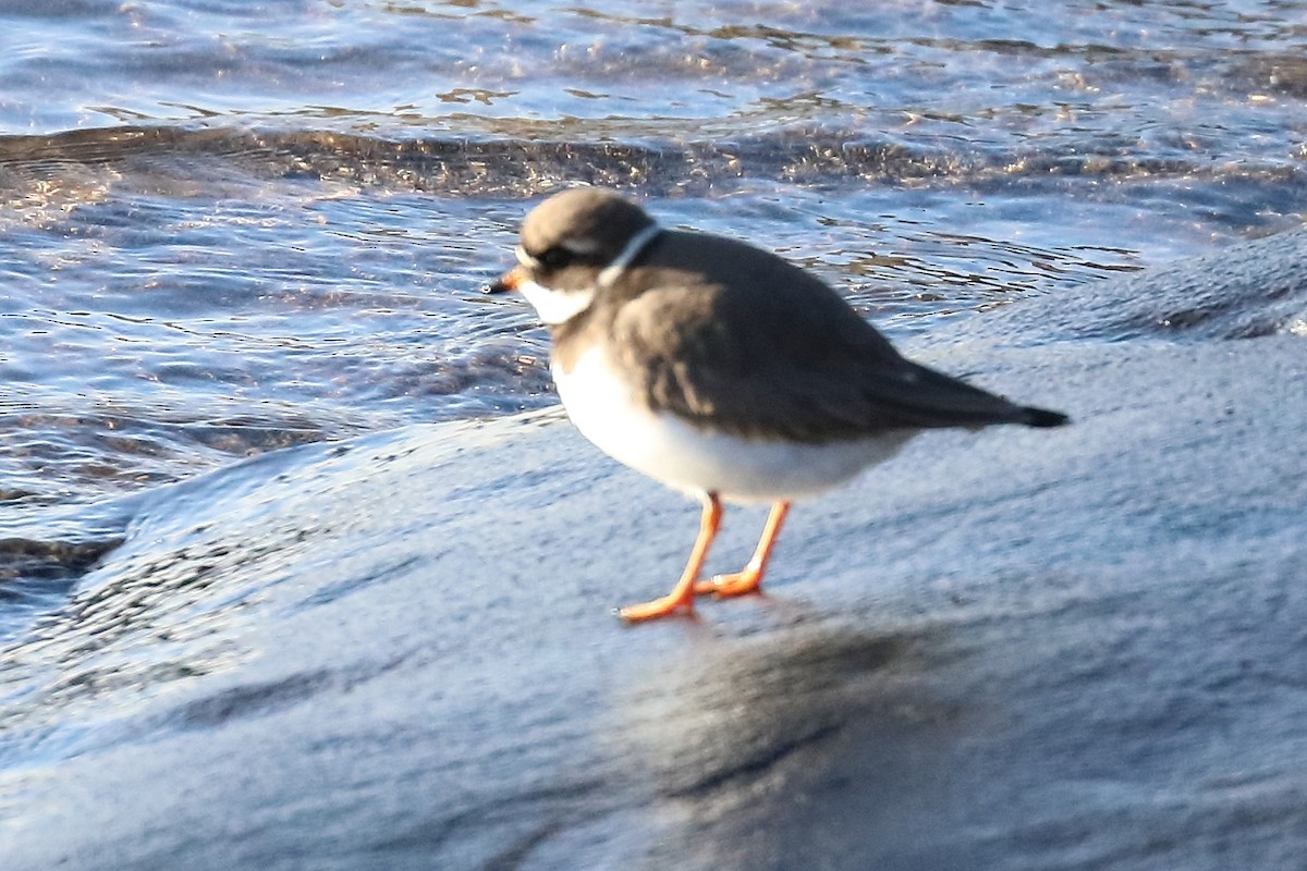 Common Ringed Plover - ML138339111