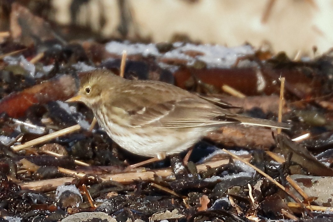 Water Pipit - ML138339191