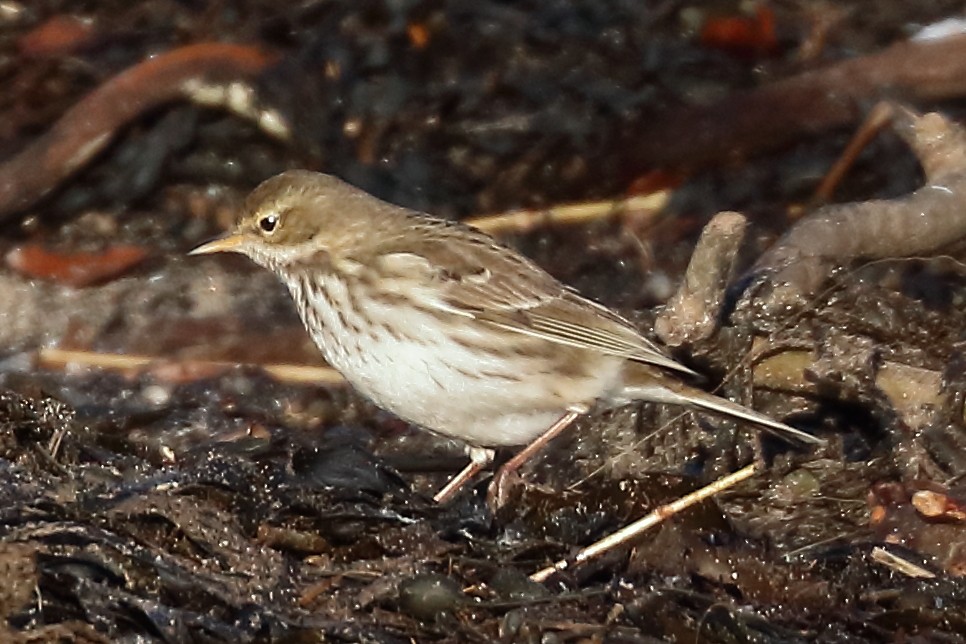 Water Pipit - ML138339241