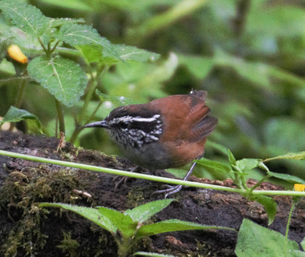 Gray-breasted Wood-Wren (Andean) - ML138340801