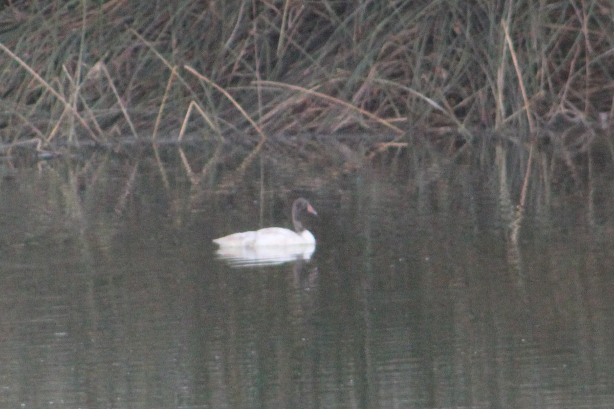 Black-necked Swan - ML138342851
