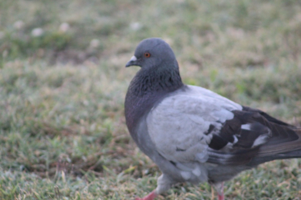 Сизый голубь (Одомашненного типа) - ML138343251
