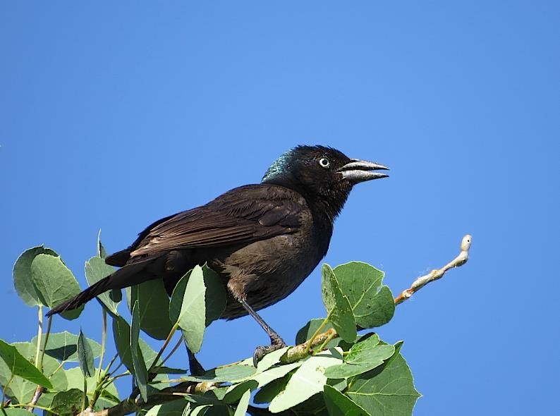 Common Grackle - Ted Floyd