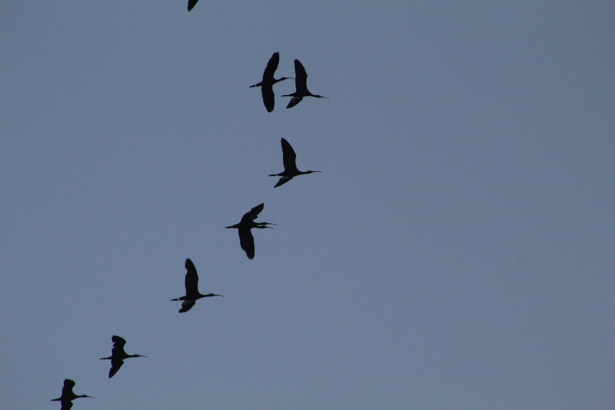 ibis americký - ML138344711