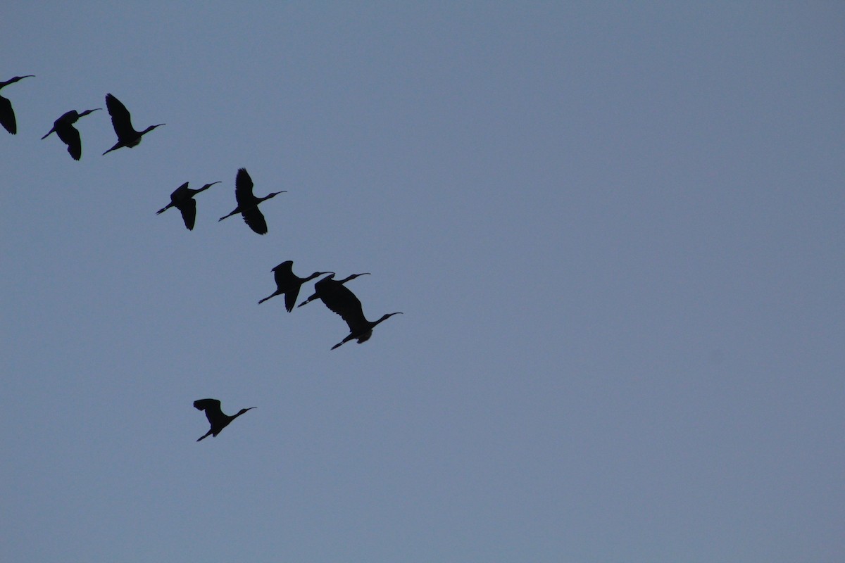 ibis americký - ML138344751