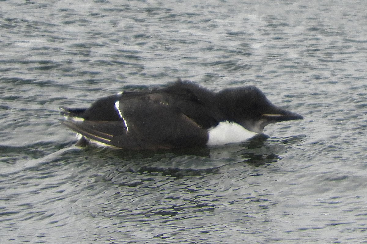 Thick-billed Murre - ML138344801
