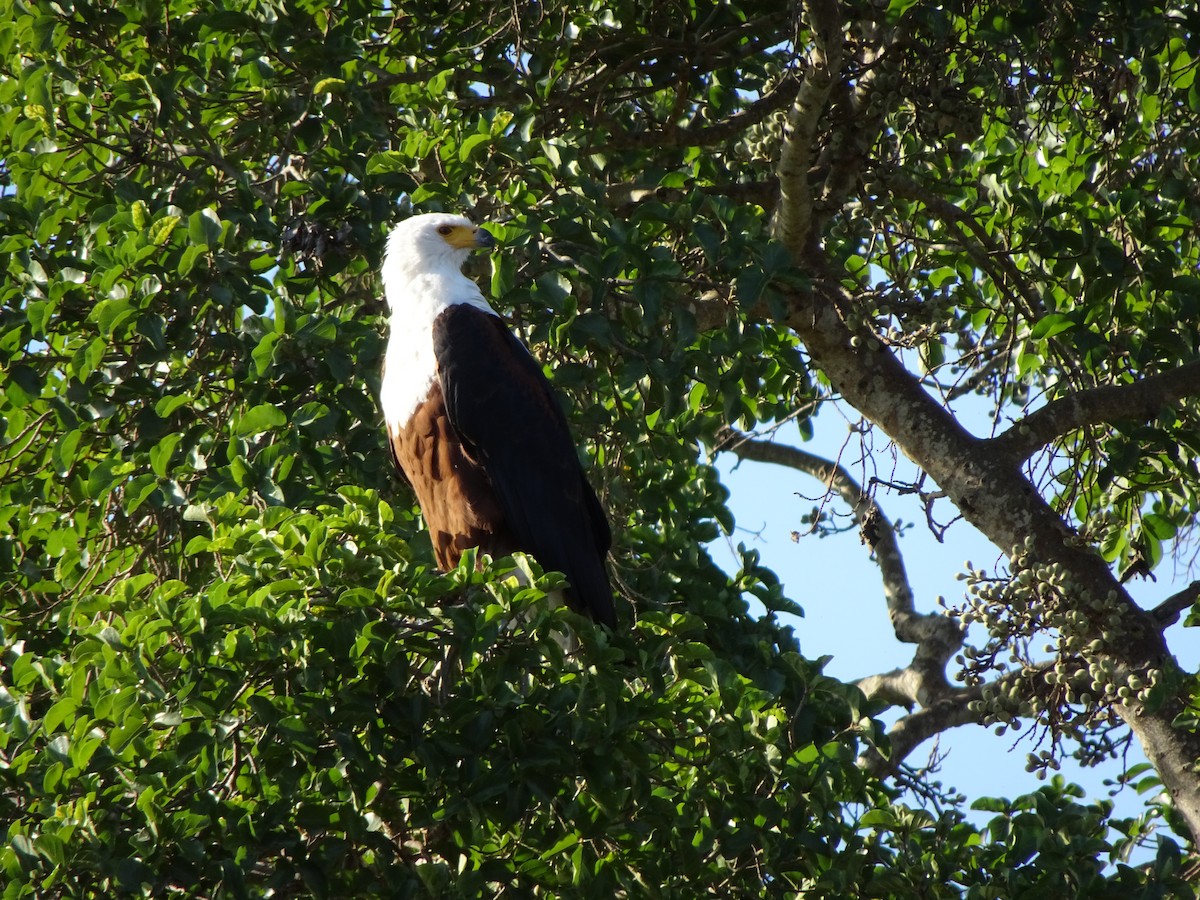 African Fish-Eagle - ML138346231