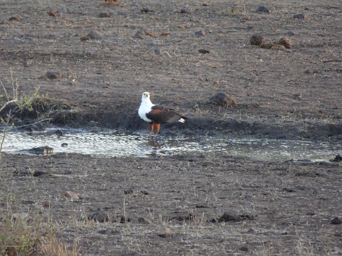 African Fish-Eagle - ML138346271