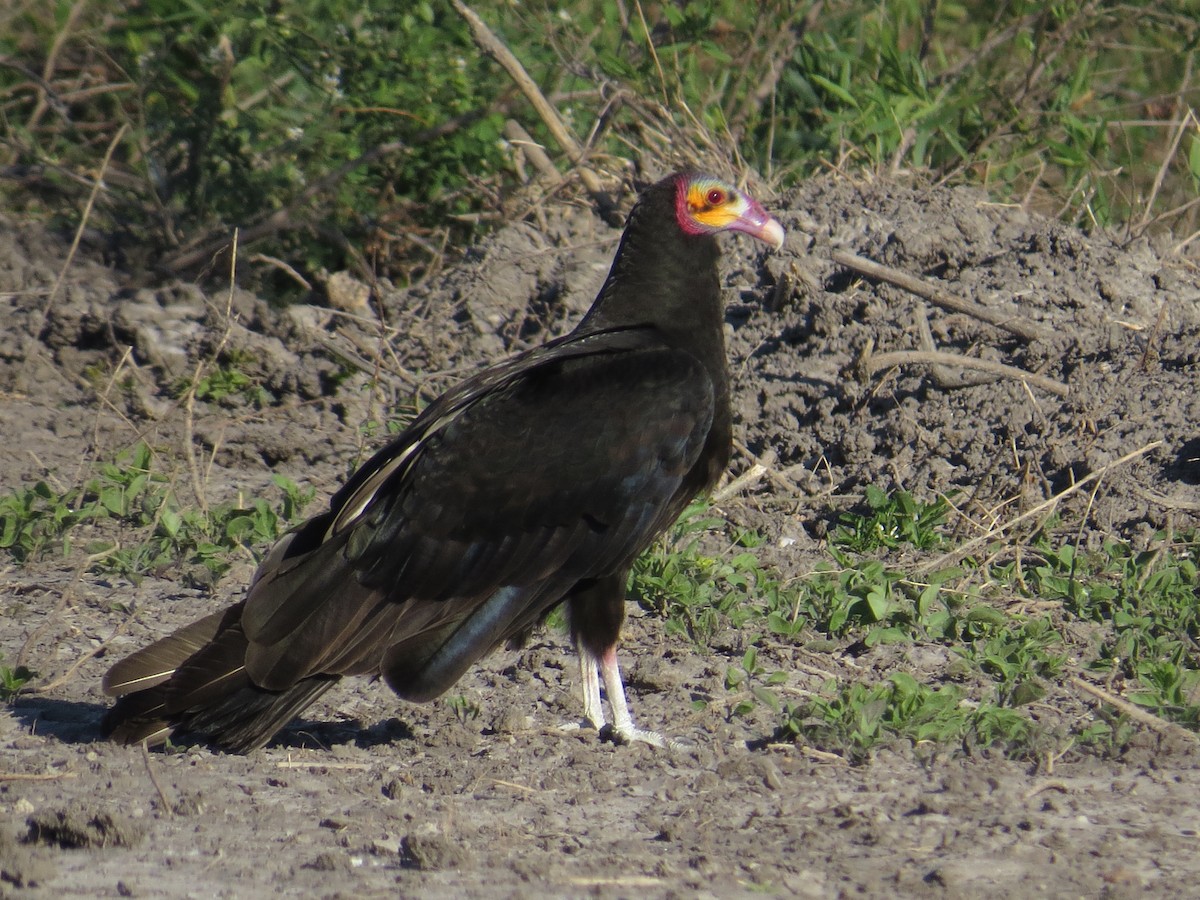 Lesser Yellow-headed Vulture - ML138349891
