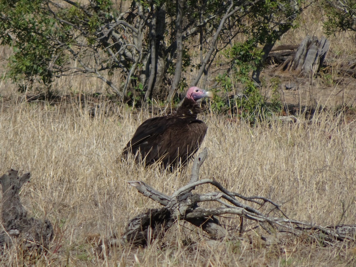 Lappet-faced Vulture - ML138351091