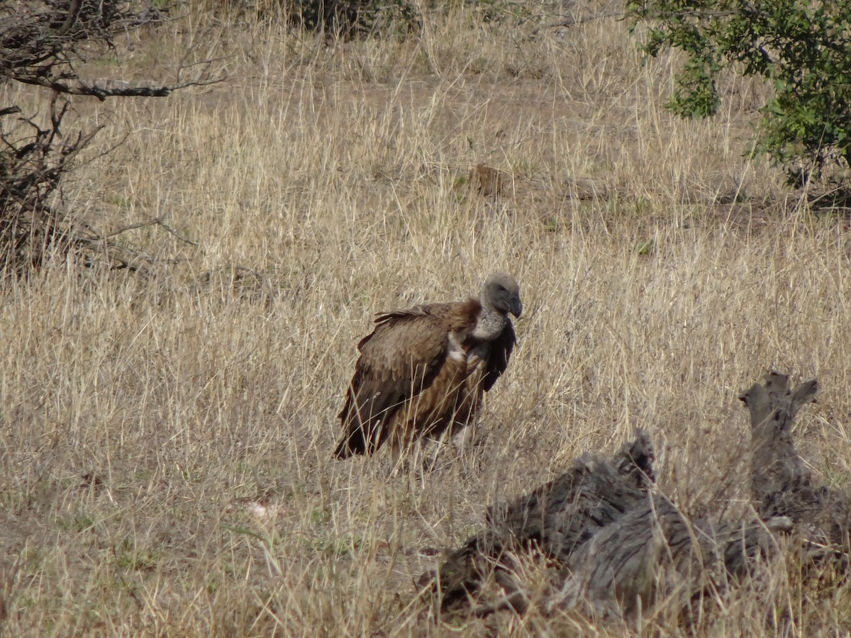 White-backed Vulture - ML138351141