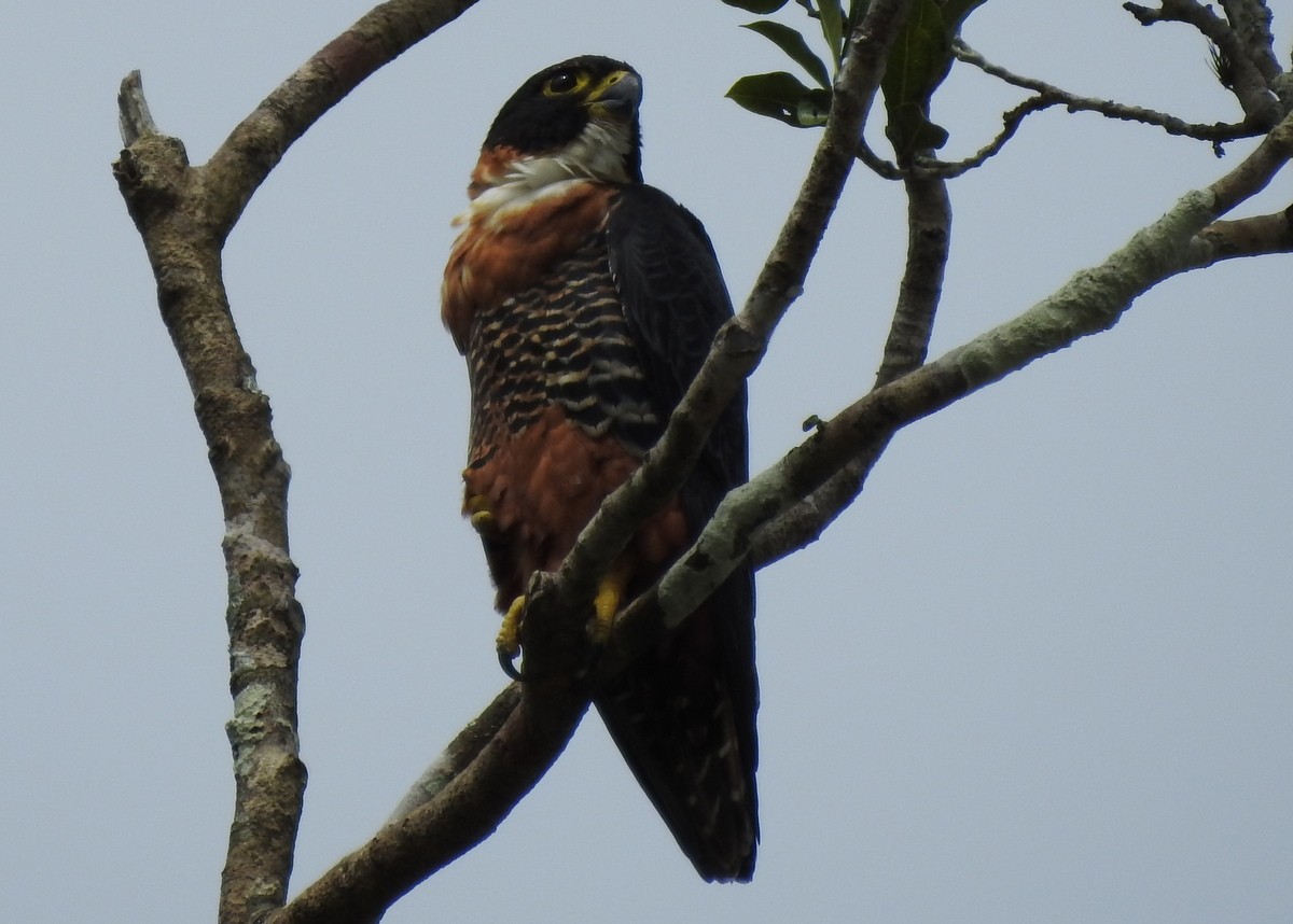 Orange-breasted Falcon - Andy Frank