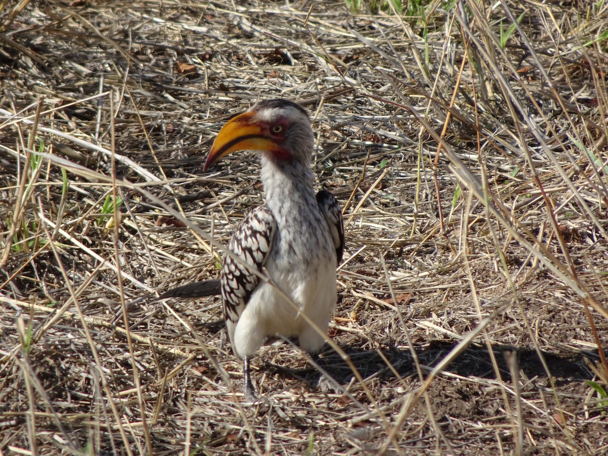 Southern Yellow-billed Hornbill - Claire Bélanger
