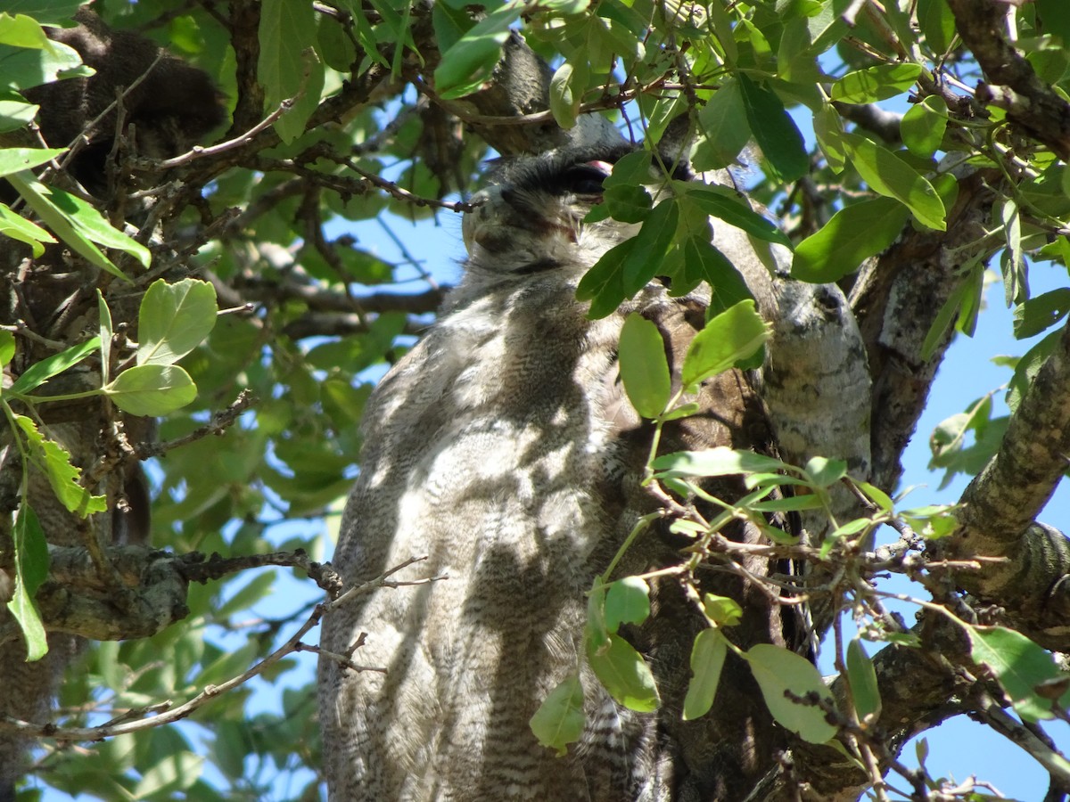 Verreaux's Eagle-Owl - ML138351931