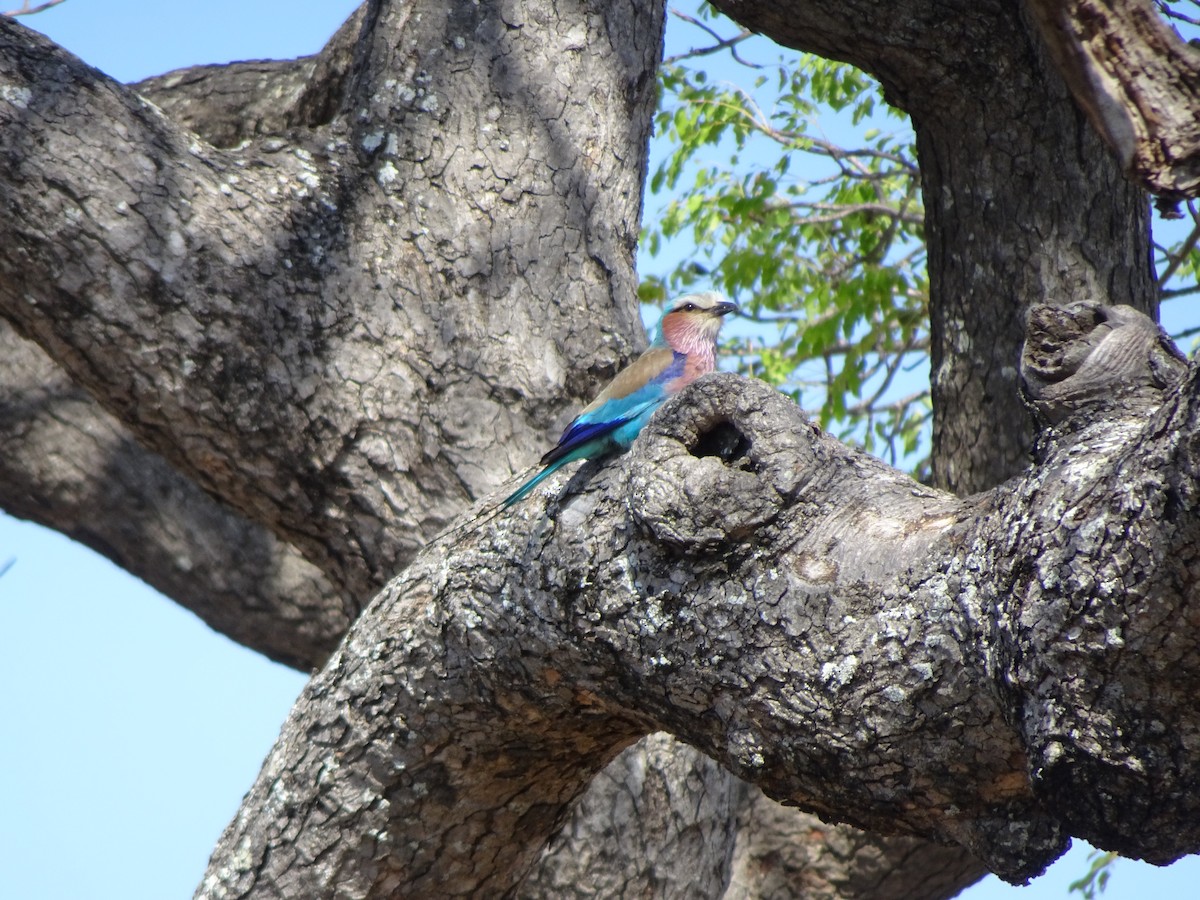 Lilac-breasted Roller - ML138352041