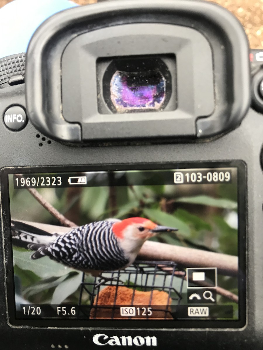 Red-bellied Woodpecker - Rebecca Fabbro