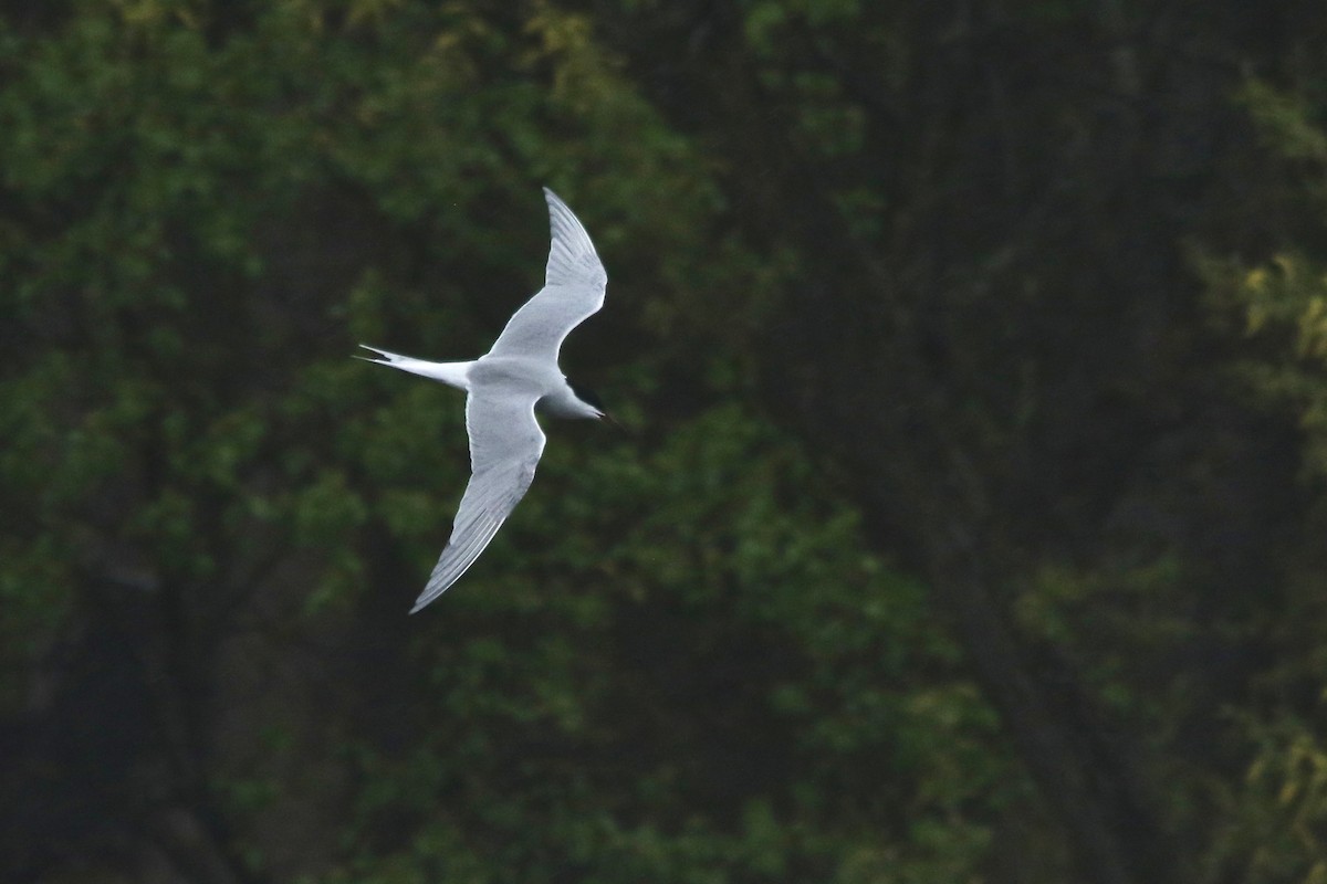 Common Tern - Benjamin Hack